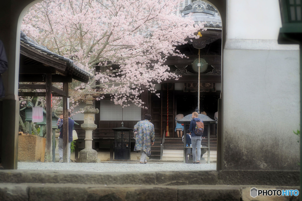 桜のお出迎え