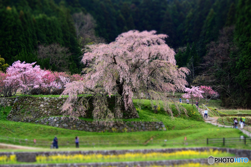又兵衛桜