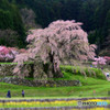 又兵衛桜