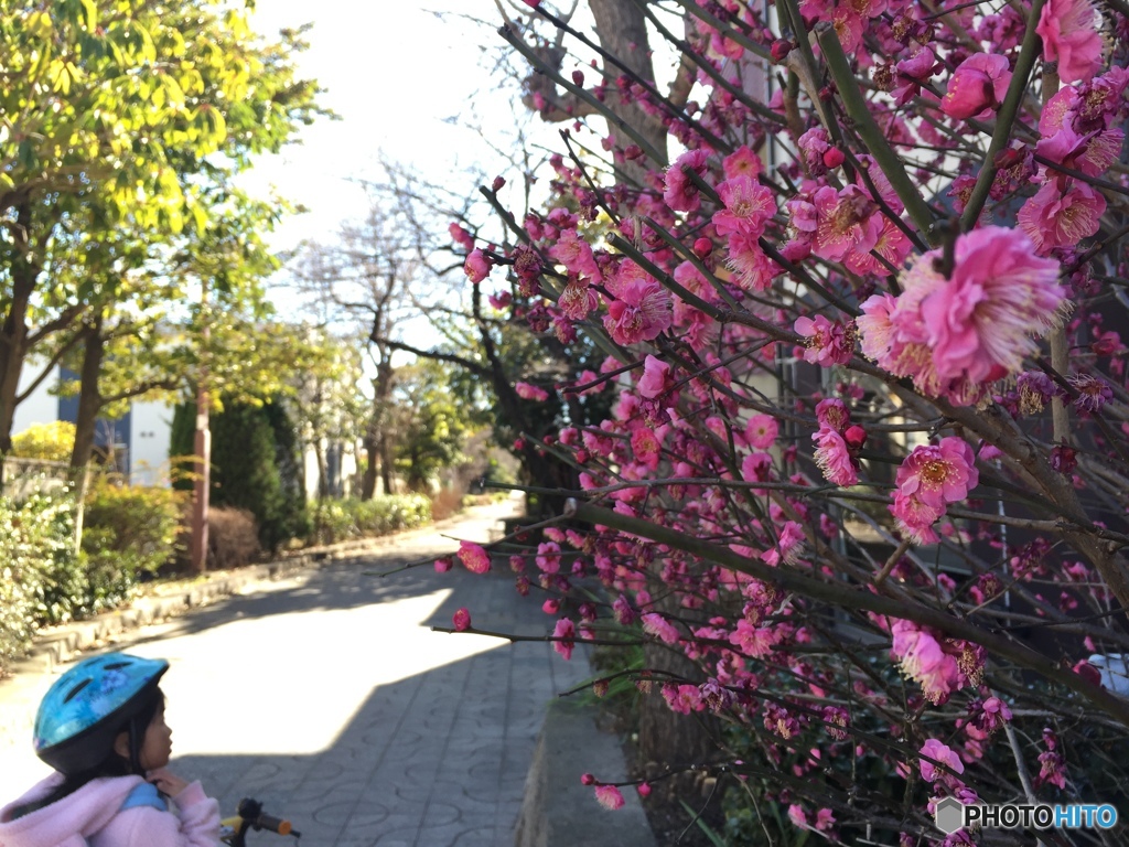 梅の花