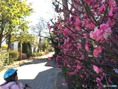 梅の花