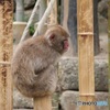 ニホンザル