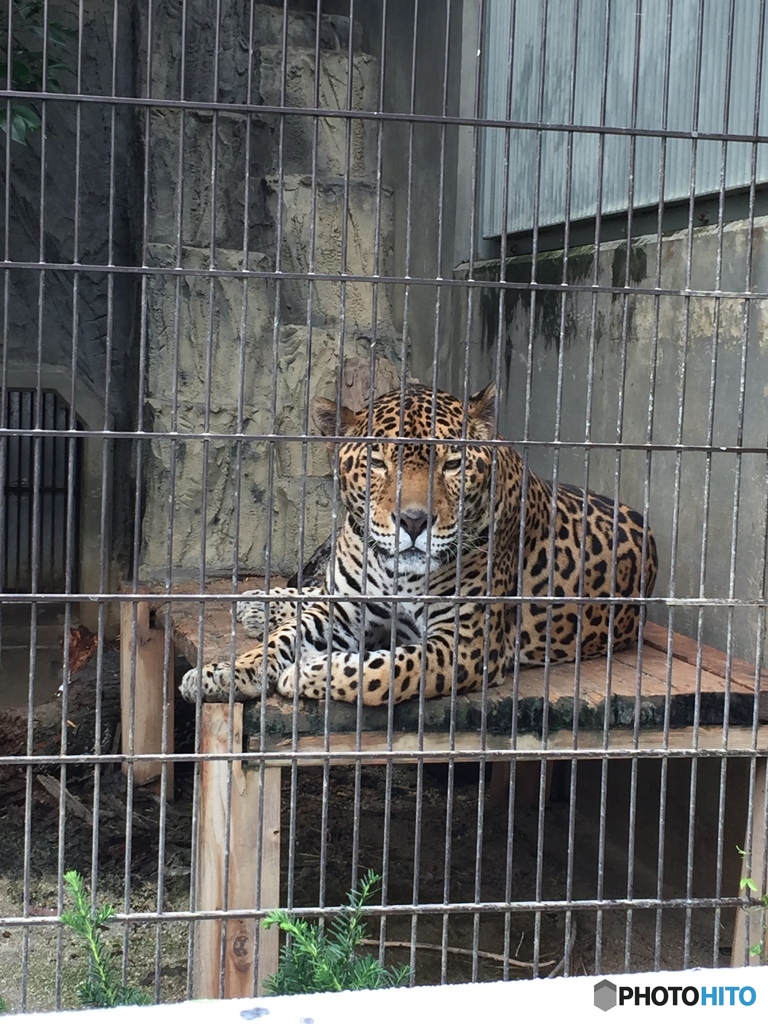 ヒョウ