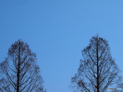 冬空04