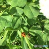 てんとう虫