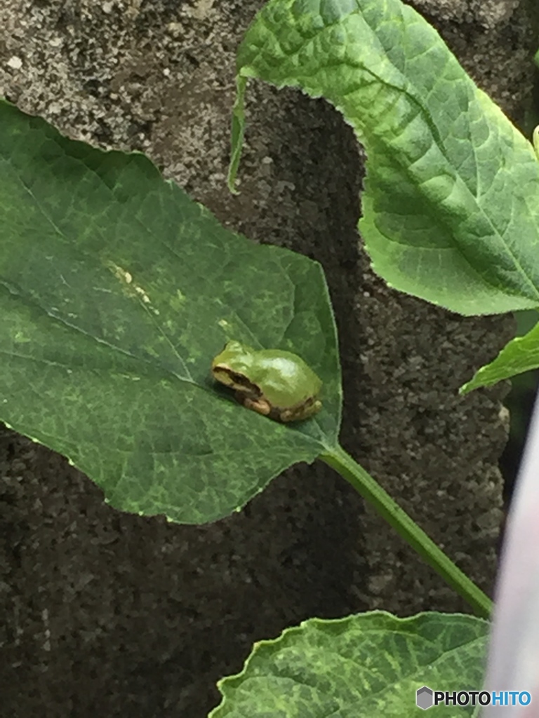 アマガエル