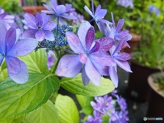 紫陽花02