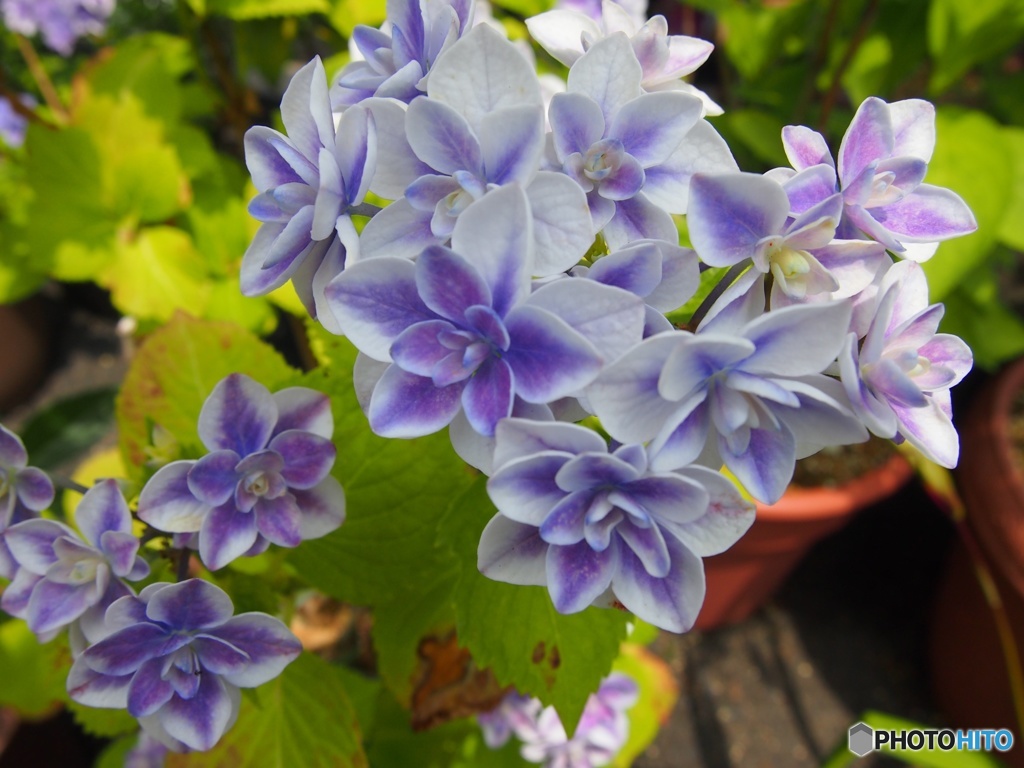 紫陽花01