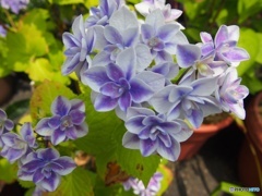 紫陽花01