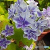 紫陽花01