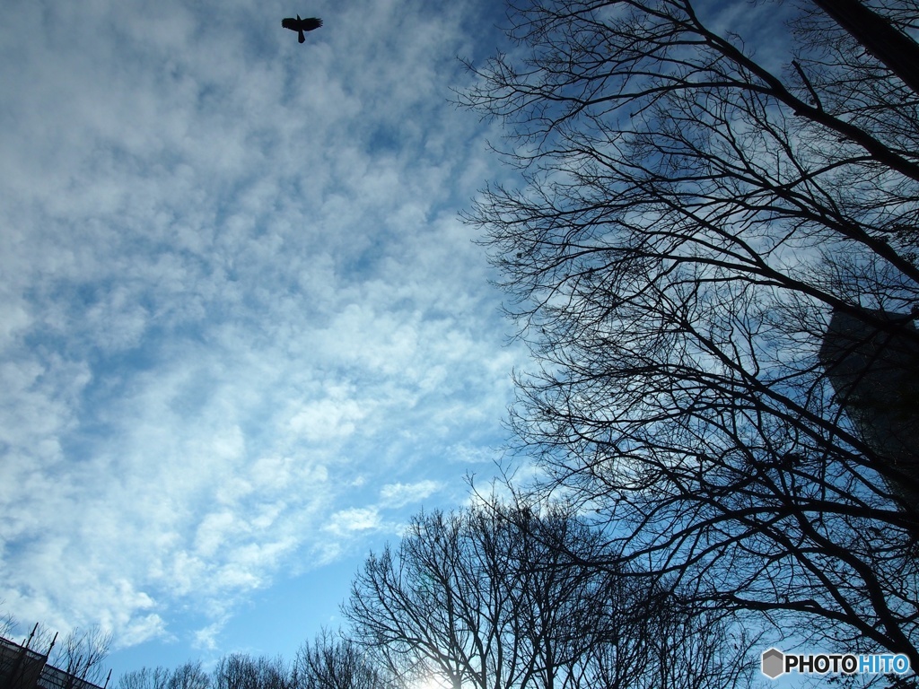 冬空01