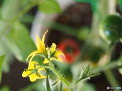 トマトの花