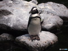 ペンギン