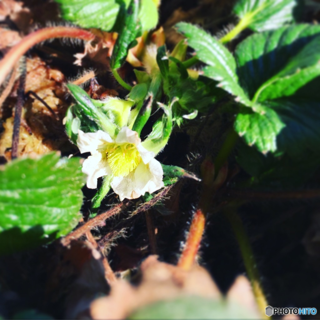 苺の花