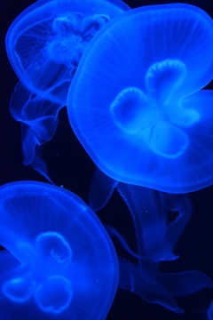 BLUE JELLYFISH