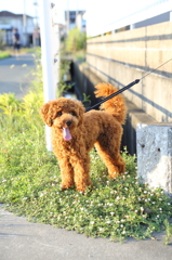 ペロリ