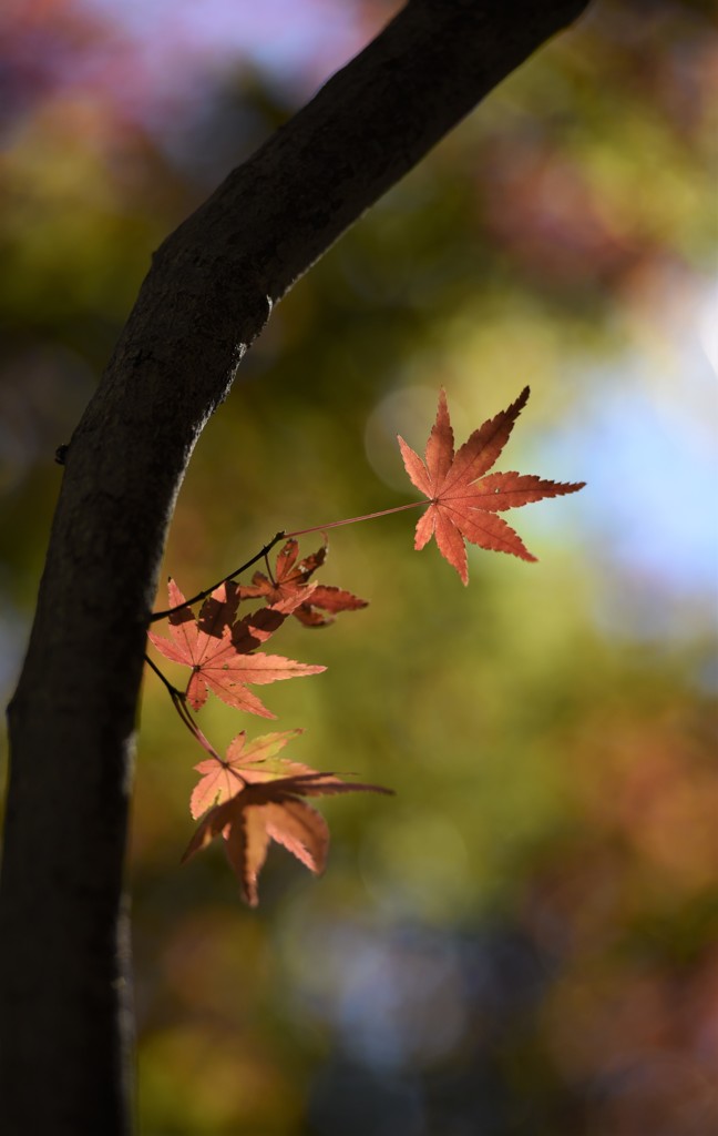 紅葉も終盤