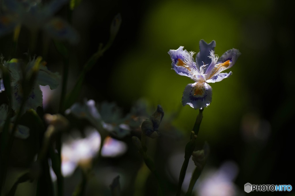 シャガの花