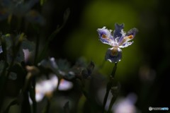 シャガの花