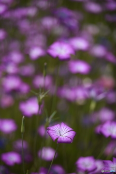 紫花