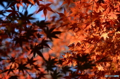 紅葉の光と影