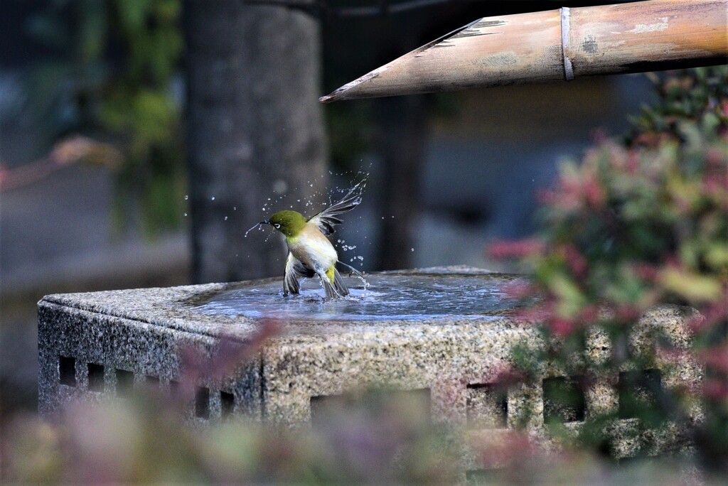 寒中水遊び