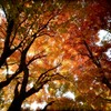 秋葉の色彩
