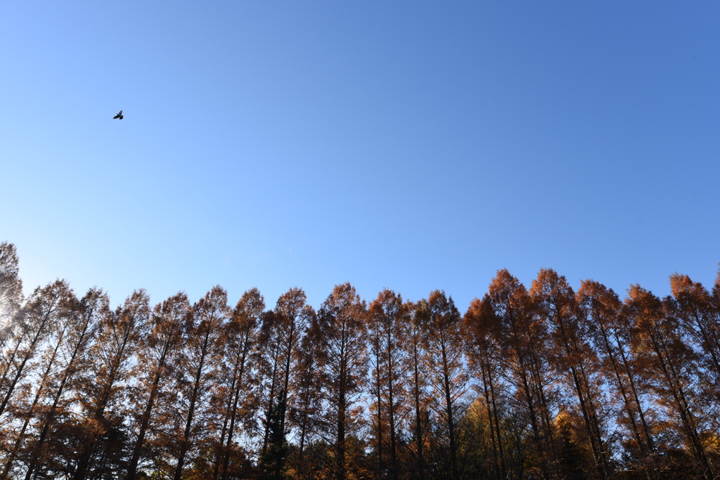 朝空