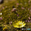 春の花