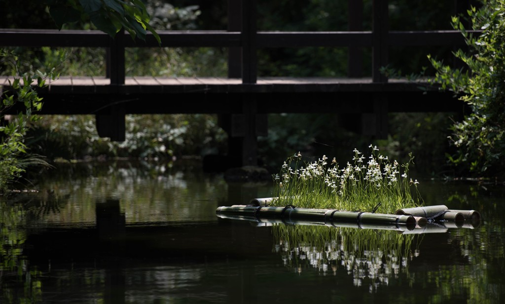 花の筏