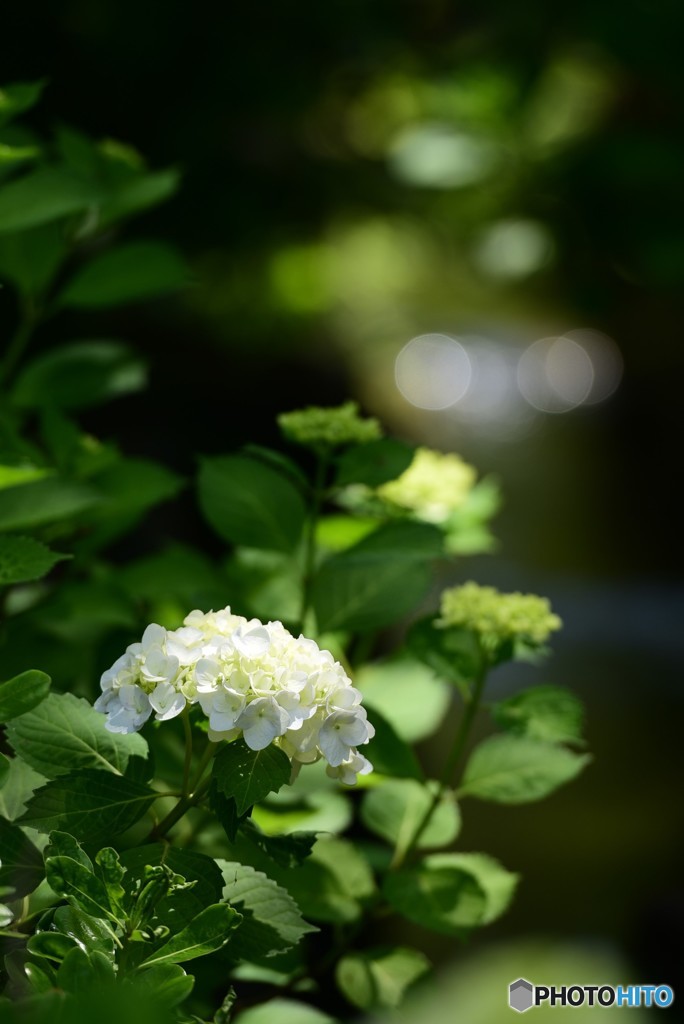 紫陽花の季節