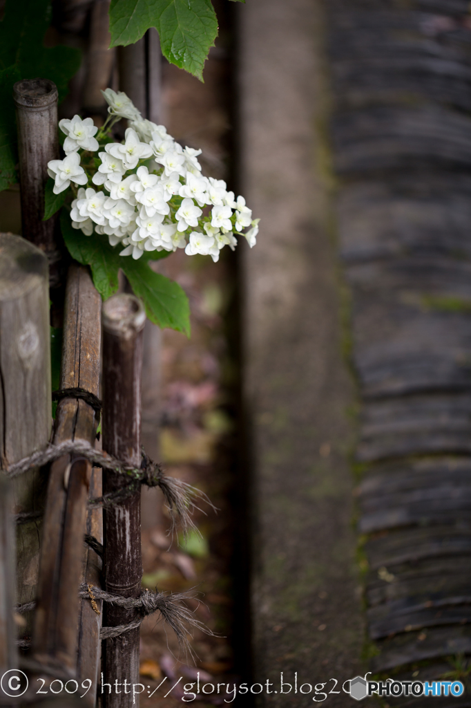 川越中院 柏葉紫陽花