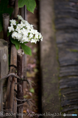川越中院 柏葉紫陽花