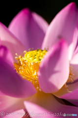 川越 善長寺の古代蓮