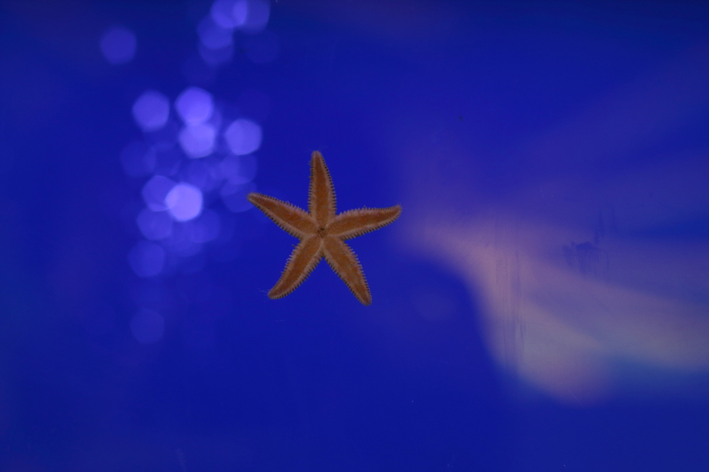star　fish