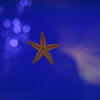 star　fish
