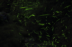 lighting bugs