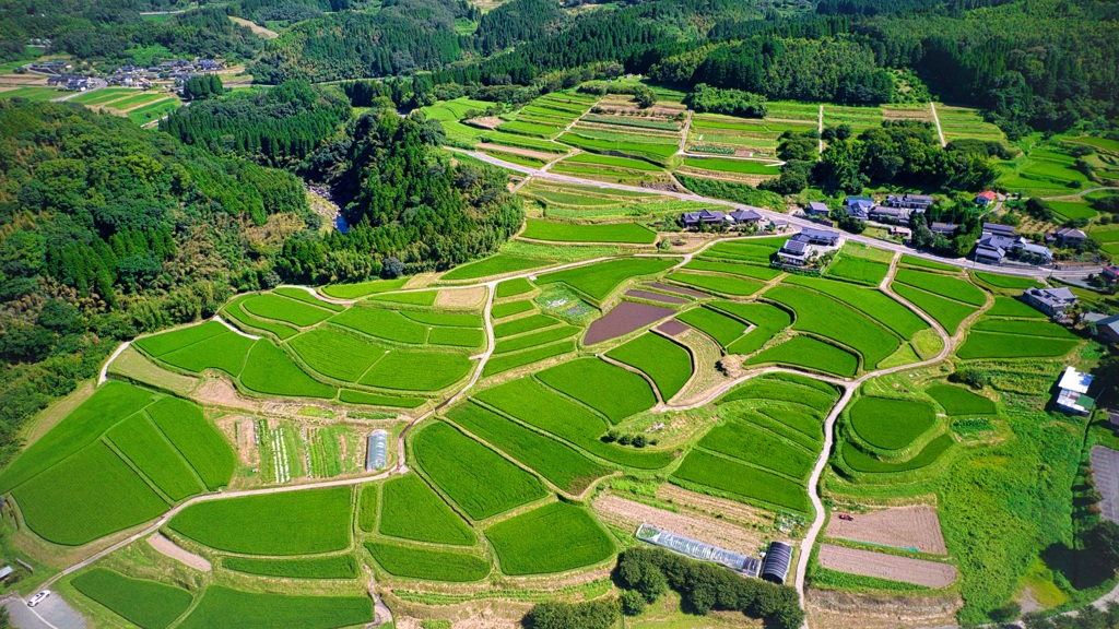 盛夏の棚田