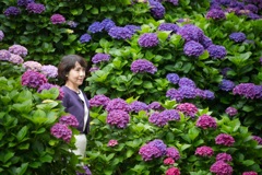 紫陽花
