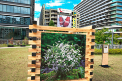 CGの花束？