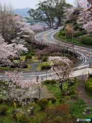 菊池のさくら