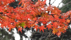 赤