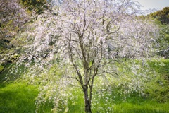 山桜