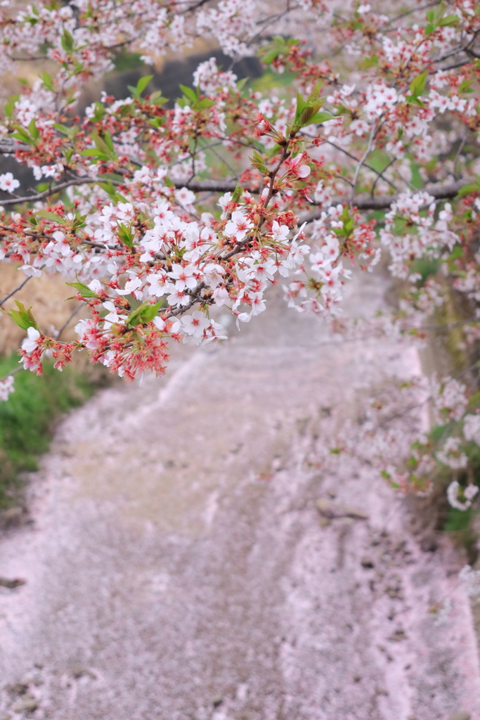 なんちゃって花筏