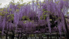 七分咲き