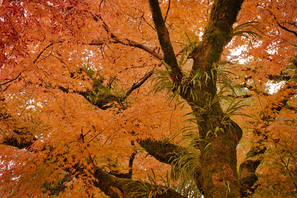 菊池神社