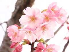 梅から桜へ