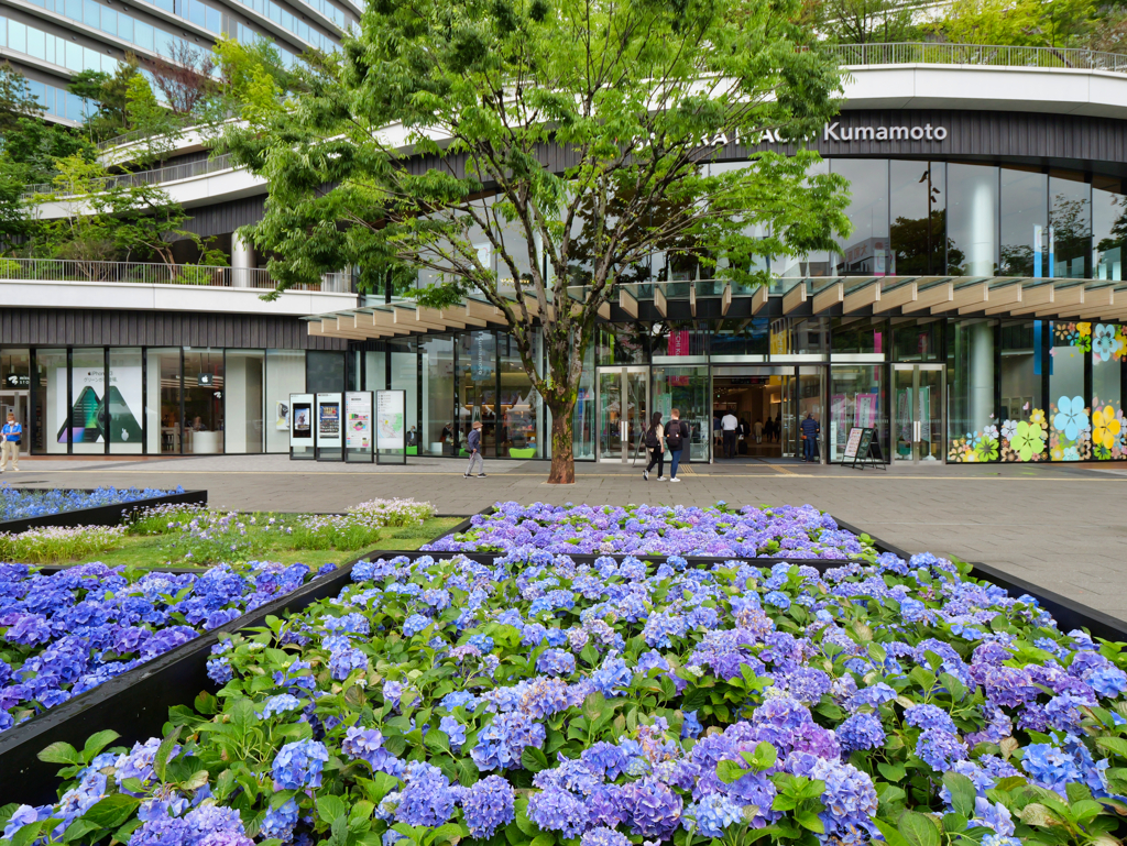 SAKURA MACHI Kumamoto