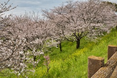 菜の花と桜