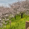 菜の花と桜